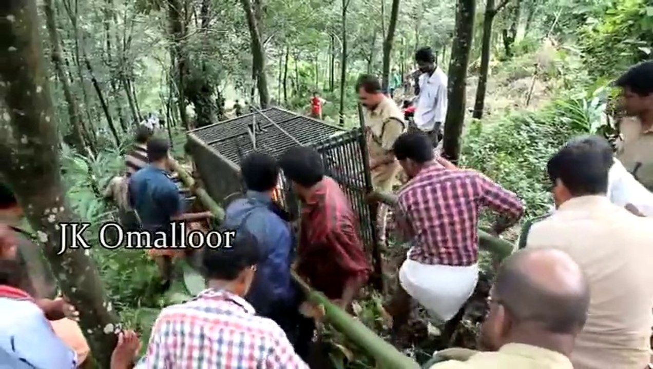 ATTACKING LEOPARD EAT A  DOG  MUST WATCH   വിളറിപൂണ്ട പുലി