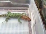 Caiman Lizard drinking while under water