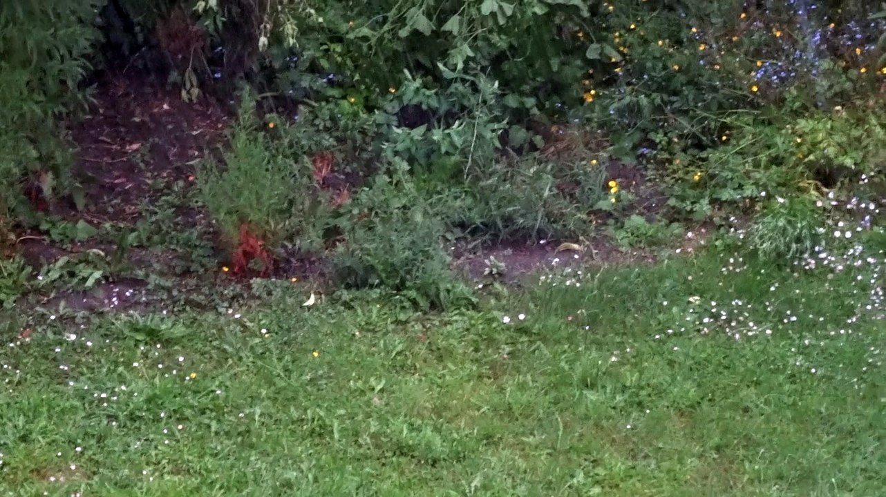 Pluie d'orage du soir