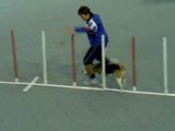 Scotsy agility en salle