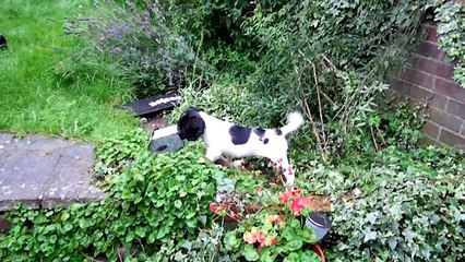 Bob - Springer Spaniel 9 weeks old-2/2
