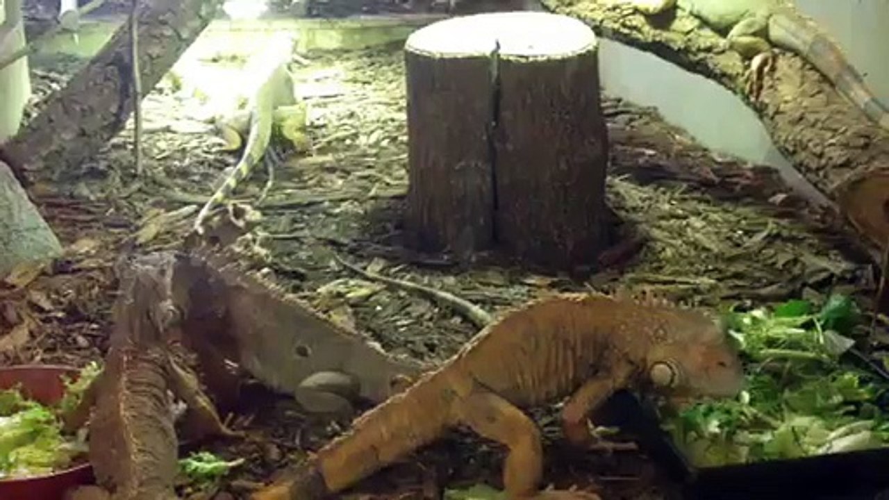 Iguane vert
