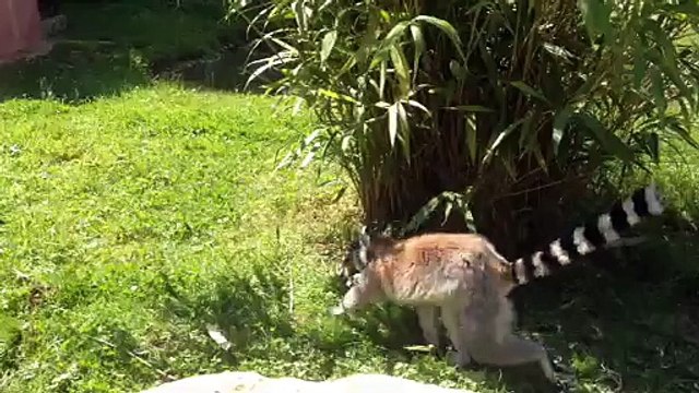 Lémuriens dans l'enclos de contact