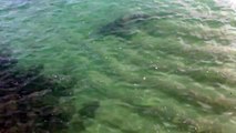 Shark going after swimmers in Waikiki Honolulu