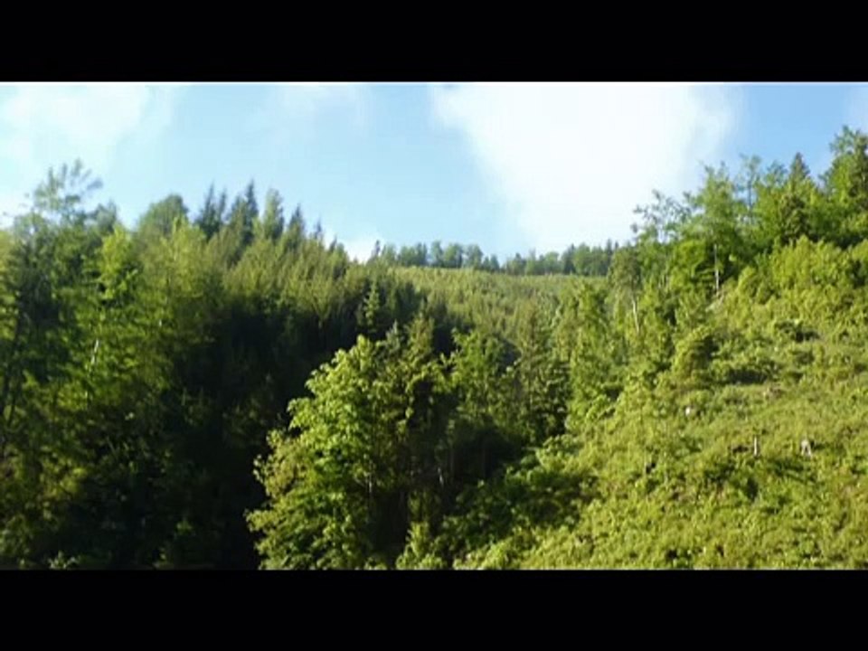 Maria Lese - Codrule cu frunza lunga
