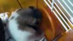 My Teddy Bear Pet Hamster Cleaning itself! (Brownie)