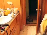 cat attacks flushing toilet