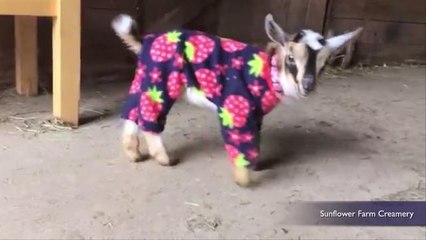 Baby goats in pajamas will make you scream for joy