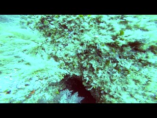 Plongée SARDAIGNE OCCHIO DI DIO