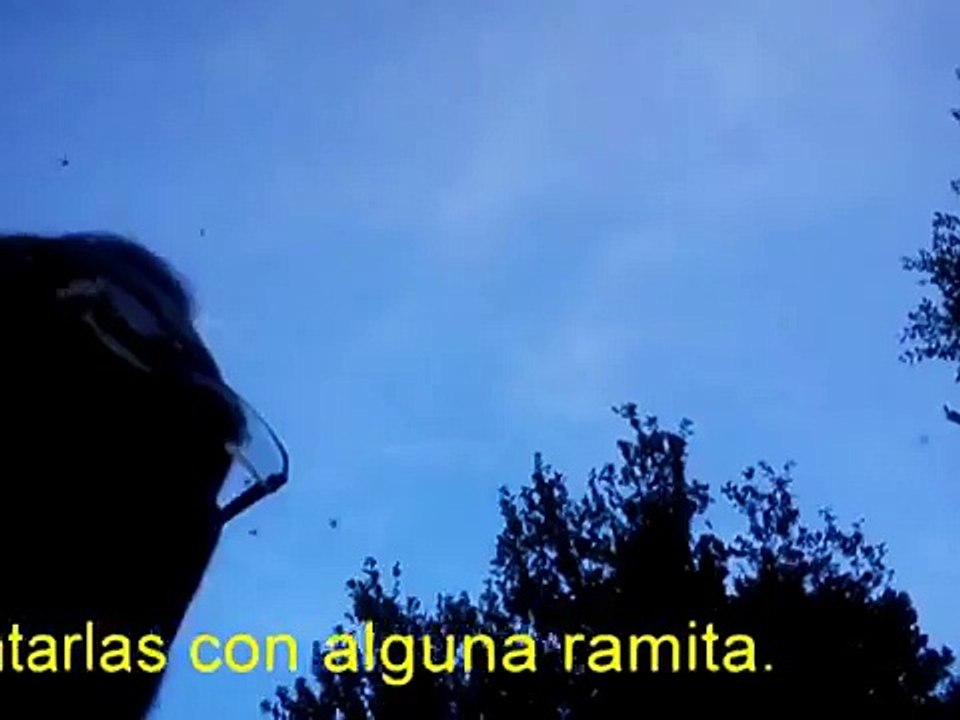 Gusanos en los ojos del perro