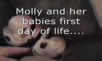 Newborn English bulldog puppies nursing (first day of life)