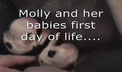 Newborn English bulldog puppies nursing (first day of life)