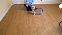 Basic Clicker Training Demo with Sheltie Puppy