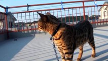 ベンガル猫のベン　リードを付けて猫と散歩