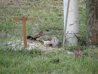 Burrowing owl babies play fight and learn to fly