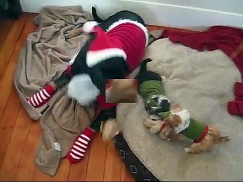 Funny Christmas video of our dog and puppies in Santa and Elf outfits!