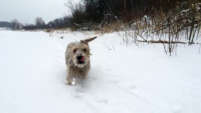 Зимний лес (Winter Forest/Russia nature)
