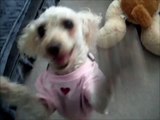 Daisy funny toy poodle attacks stuffed dog toy june 30 2011 Linda Randall