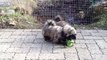 Lhasa Apso Puppies - nine weeks old