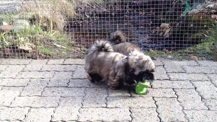 Lhasa Apso Puppies - nine weeks old