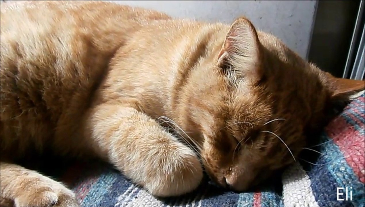 Benjamin el gato hotelero