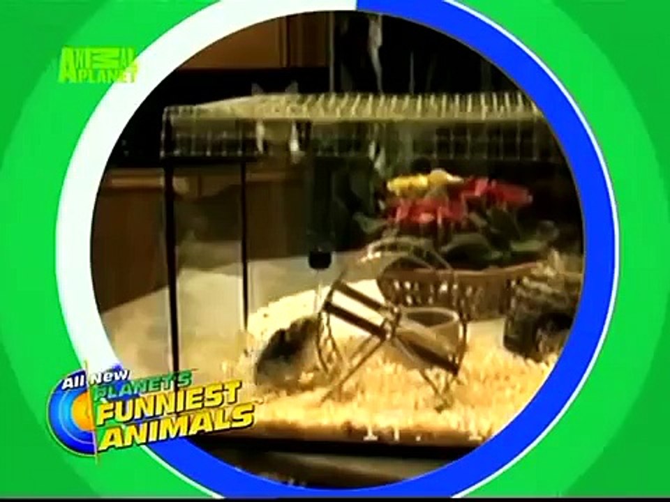 The Planet's Funniest Animals - Jumping Hamsters Promo [HUNGARIAN DUB] HD