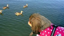 The Legend of Peanut Duck Hunting - Dog Chasing Swimming after Ducks
