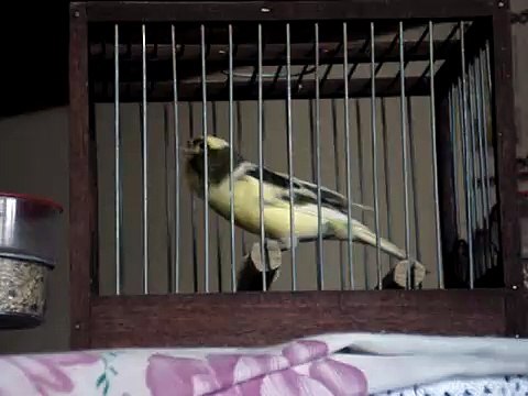 Joven Canario Timbrado Español 2008 - Spanish timbrad young canary 2008