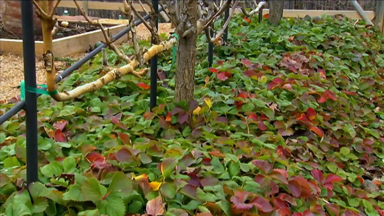 How to Use Strawberry Plants for Ground Cover| P. Allen Smith Classics