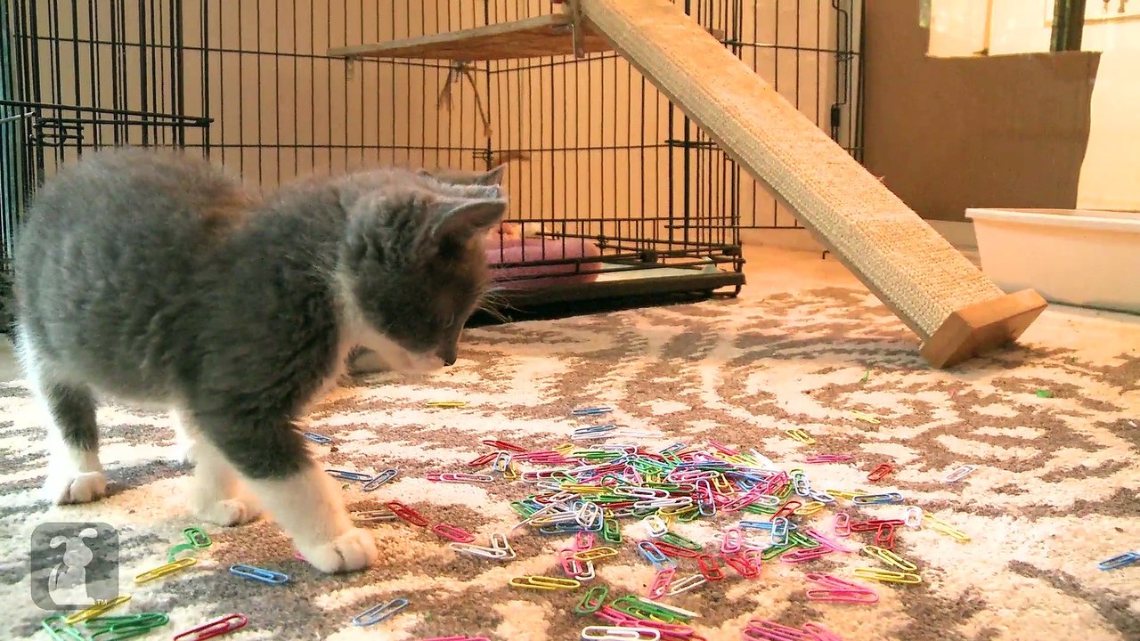 Cutest Rescue Kittens Handle Your Paperwork