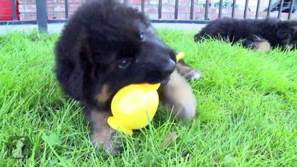 Fluffy German Shepherd Puppy Plays With Sippy Cup