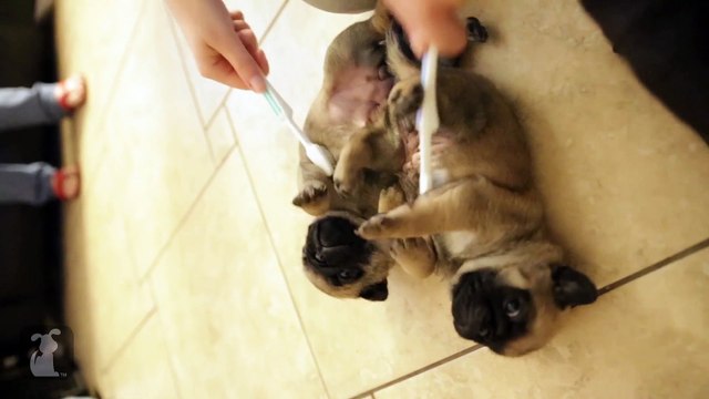 Pug Puppies Get Belly Rub With Toothbrush