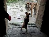 French Bulldog meets tiger Französische Bulldogge trifft Tiger im Zoo Hannover