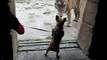 French Bulldog meets tiger Französische Bulldogge trifft Tiger im Zoo Hannover