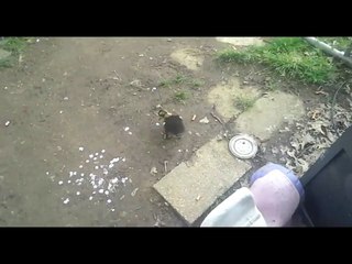 Piccola anatra sta camminando in giro nel nostro cortile, il cane è interessato e fiutando intorno.