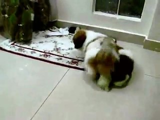 Two dogs playing together