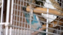 The Un-Named Budgie Singing, Chirping, Calling - Help your budgies enjoy a friend!