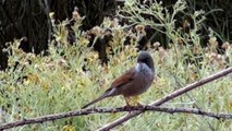 Spectacled Warbler Singing - Tenerife, Canary Islands