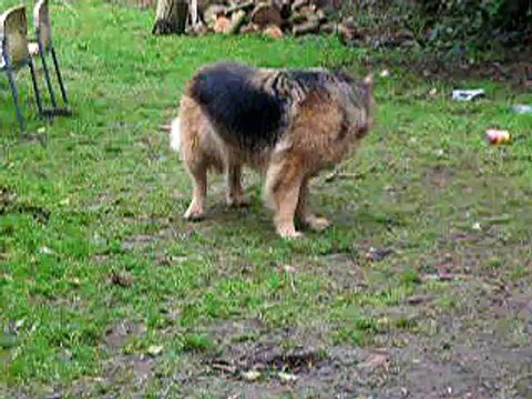 Chihuahua in love with German Shepherd / Alsatian