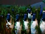 خروف شون ذا شيب الحلقة 38 ـ مشي الخراف | Shaun The Sheep
