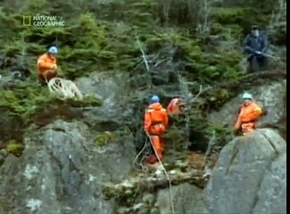 Белого медведя сбросили с горы