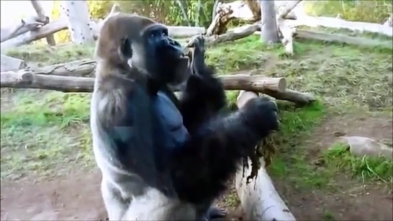 Gorilla eating shit ( Epic )