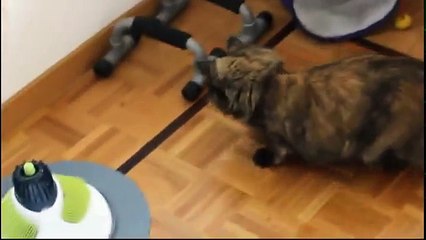 2 Cats and 1 Bumblebee