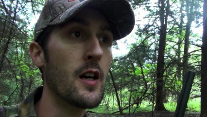 Mother Black Bear With Cubs - 2013
