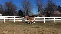 2015 APHA/AQHA Red Roan colt by Hesa Cool Hotrod