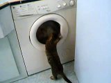 Cameron et la machine à laver