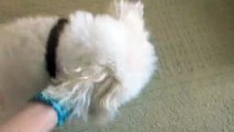 Cute Dog Unwraps Christmas Present!