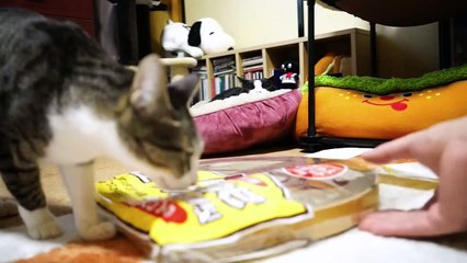 猫の要求 - Ohagi the Cat Request -