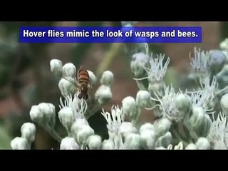 Hover fly / Syrphid fly 09/13/2010