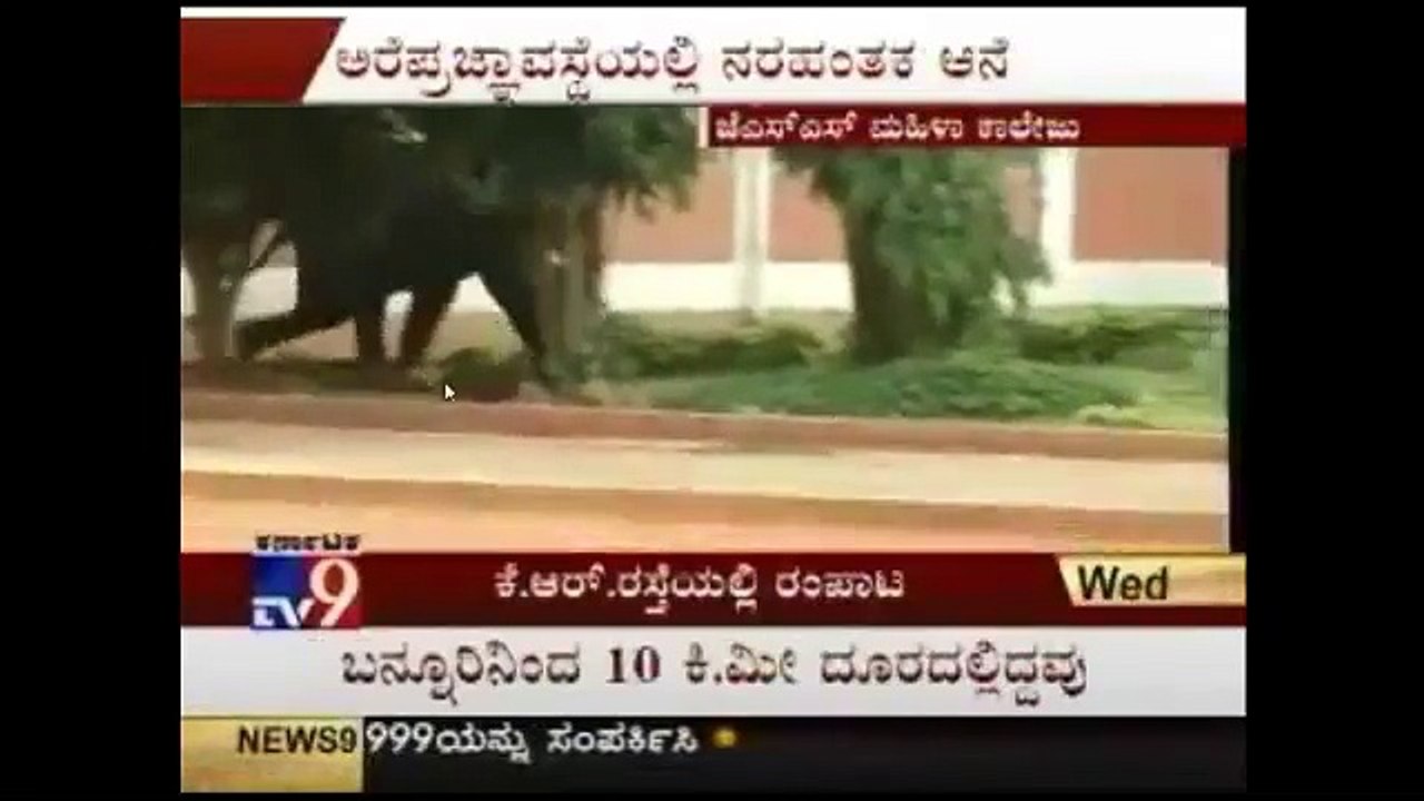 Elephant attack   Mysore India 8 June 2011